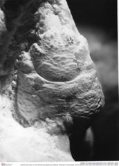 Historisches Foto von Culmenformosa glaessneri (Robins, Feldmann & Schweitzer, 2013) (NHMW-AFW-GEO-BACHMAYER-FOTO-1990-0041-2080)